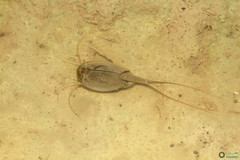 Triops cancriformis