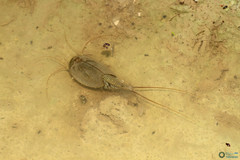 Triops cancriformis