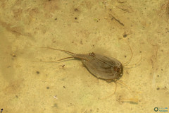 Triops cancriformis