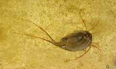 Triops cancriformis