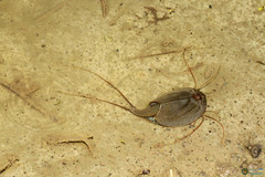 Triops cancriformis