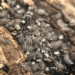 Polyxenus lagurus