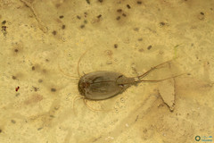 Triops cancriformis