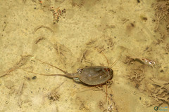 Triops cancriformis