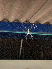 Trichonephila clavipes