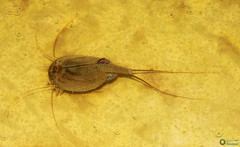 Triops cancriformis