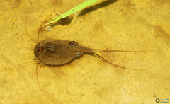 Triops cancriformis