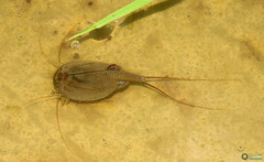 Triops cancriformis
