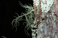 Usnea mutabilis