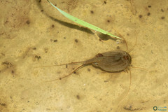 Triops cancriformis