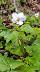 Viola canadensis canadensis