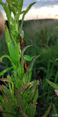 Arthropoda