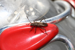 Insecta