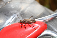 Insecta