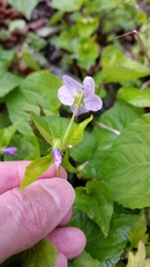 Viola canadensis canadensis