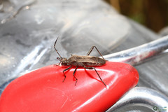Insecta