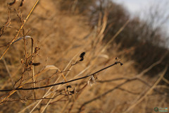Arthropoda