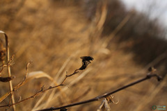 Arthropoda