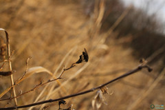 Arthropoda