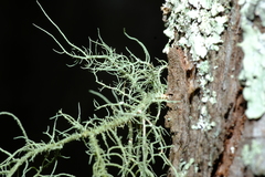 Usnea mutabilis
