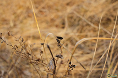 Arthropoda