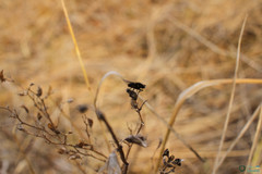 Arthropoda