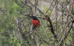 Laniarius erythrogaster