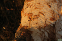 Insecta