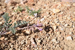 Astragalus malacus