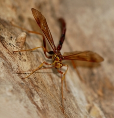 Megarhyssa macrurus icterosticta
