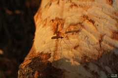 Insecta
