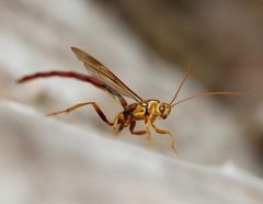 Megarhyssa macrurus icterosticta
