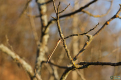 Sympecma fusca