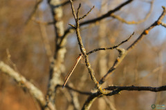 Sympecma fusca