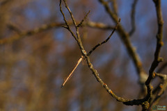 Sympecma fusca