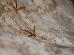 Megarhyssa macrurus icterosticta