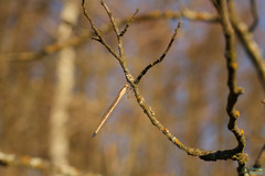 Sympecma fusca