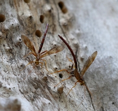 Megarhyssa macrurus icterosticta