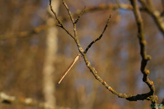 Sympecma fusca