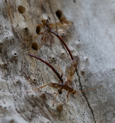 Megarhyssa macrurus icterosticta