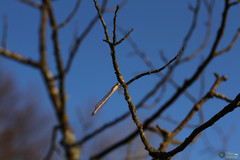 Sympecma fusca