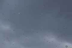 Chironomidae