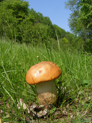 Ommatoiulus sabulosus