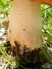 Ommatoiulus sabulosus