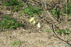 Gonepteryx rhamni