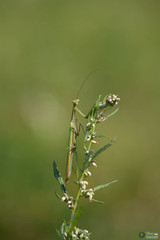 Mantis religiosa