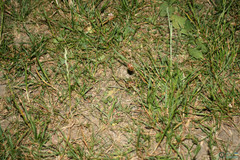 Amphimallon solstitiale