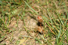 Amphimallon solstitiale