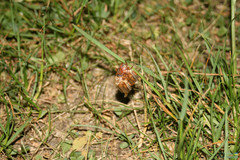 Amphimallon solstitiale