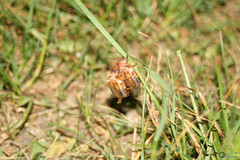 Amphimallon solstitiale